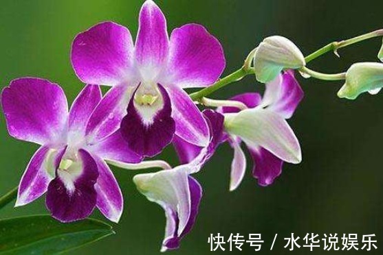 露薇花|新手养花难不妨养在4款花,开花易爆盆,阳台栽几盆,绚丽夺目