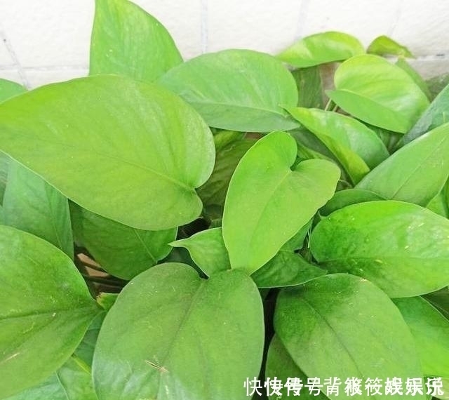 家里养花 常备一种肥料就够了 好用肥效好 大多绿植都适用 粉紫色 家里养花 常备一种肥料就够了 好用肥效好 大多绿植都适用 粉紫色