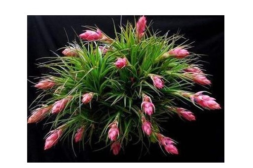 以下6种花卉，越是忘记浇水，越容易长爆盆！