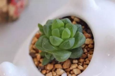多肉玉露最爱什么掌握这四点习性，就能养好！