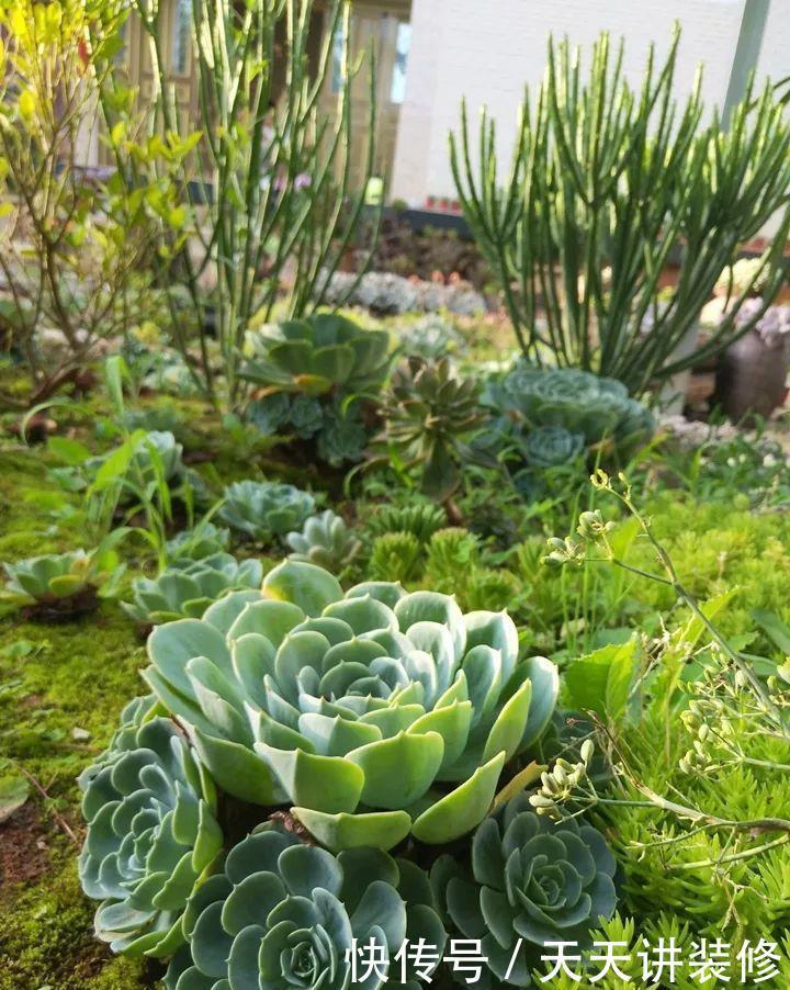 爸妈不在家,我在院子里疯狂种多肉,倍儿爽