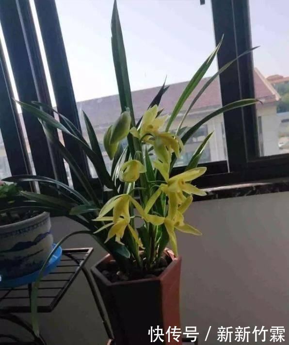 这种花,比茶花漂亮,比茉莉还香,年头开到年尾,比君子兰强多了