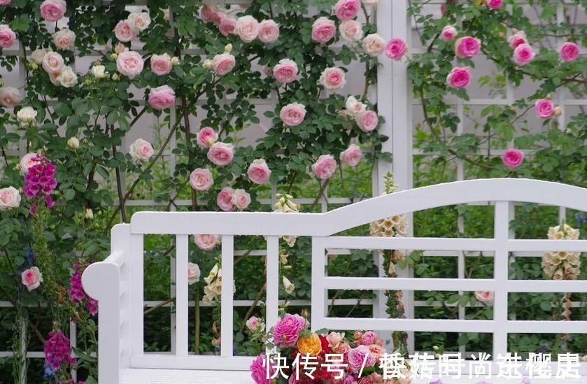 月季|欧月为什么这么受人欢迎,它跟普通月季有什么不一样,今天来说说
