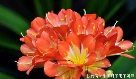 君子兰生长慢不开花,老婆使劲在盆里放“它”,叶子肥又绿开花了