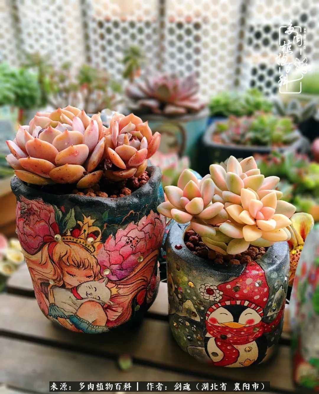 花盆|当美丽的多肉邂逅漂亮的手绘花盆,会是怎样的一种美