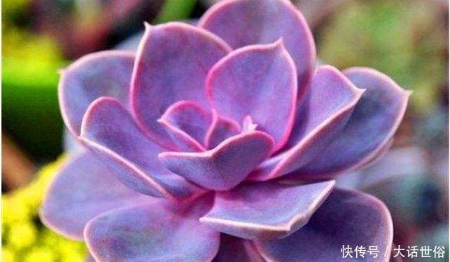 几款艳丽的花卉,漂亮好闻,财源滚滚来,招财又开运,你养了吗