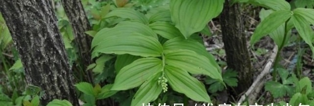 野生植物|农村常吃的野生植物，只有几片叶子，有钱人都爱的不行！