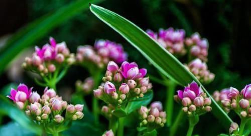 大又深的花盆不讨喜?养上这些花,做好几件事,大气又漂亮!