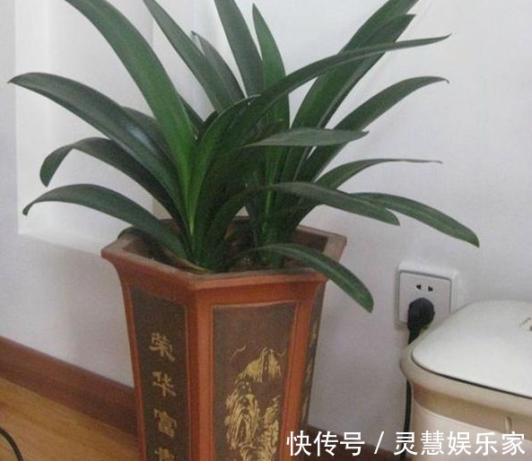 养花也要注意摆放,5处地方“不能养”,空着也别放!