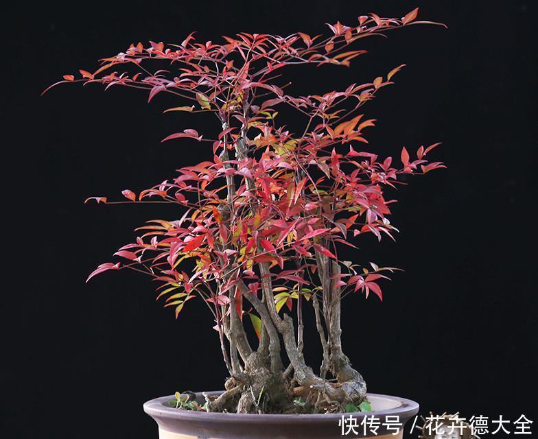 花农|南天竹怎么养?看花农解答,怎么养好南天竹!