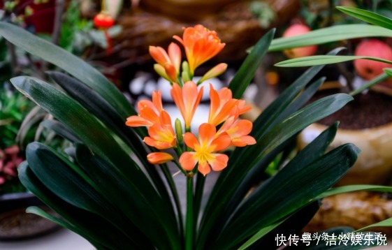 君子兰|1个小方法，让君子兰不再烂根，解决新手浇水难题，浇多了也不怕