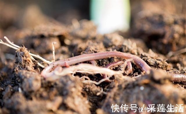 颗粒肥|养花不用颗粒肥，靠“它”也能让花草续命，效果还好