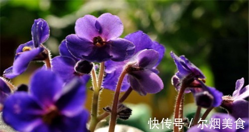 疏通|人到中年想长寿,可以多吃3种食物,疏通血管,提高免疫力