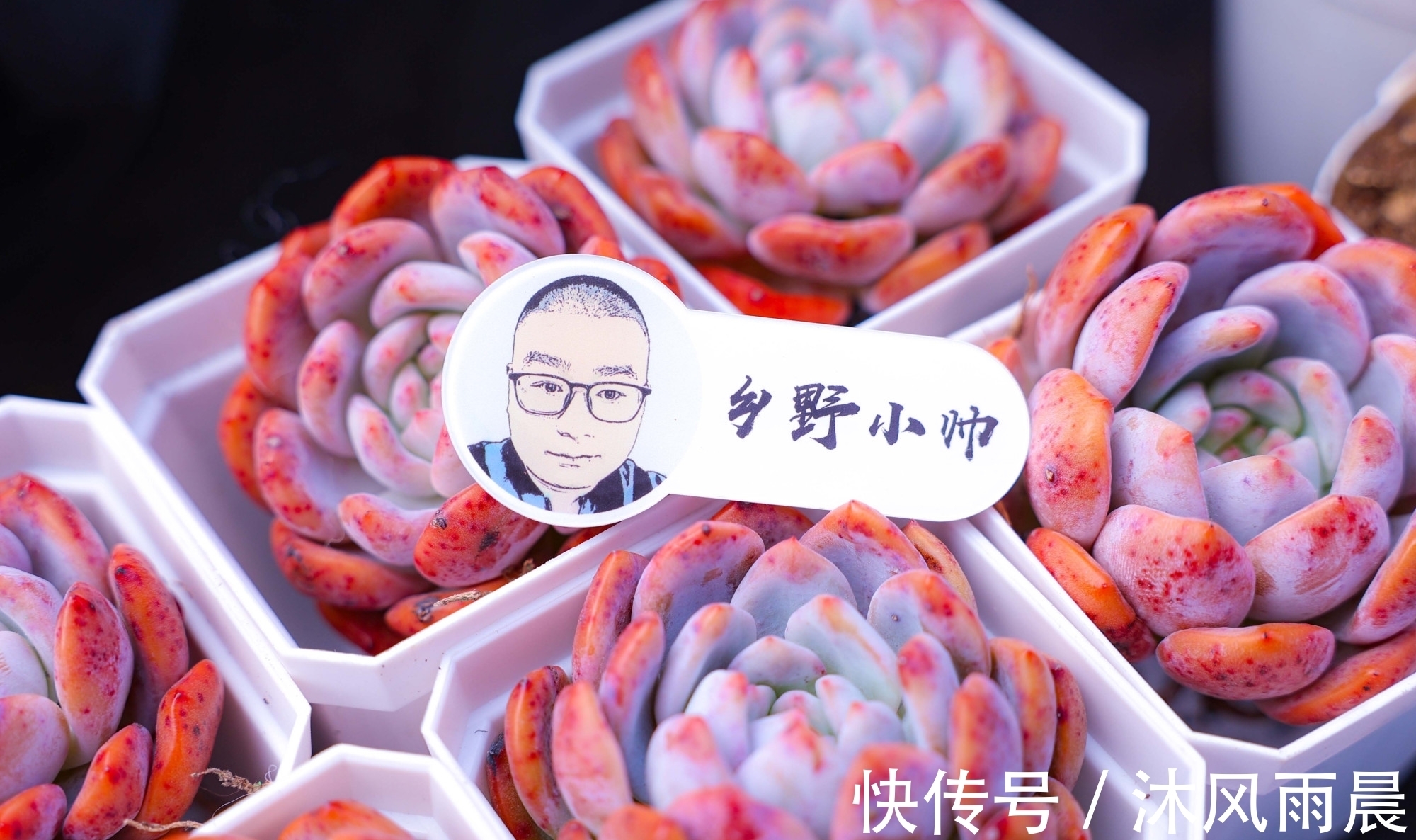 多肉|多肉如果出现这几种情况,可以适当换换盆,秋天会长得更好