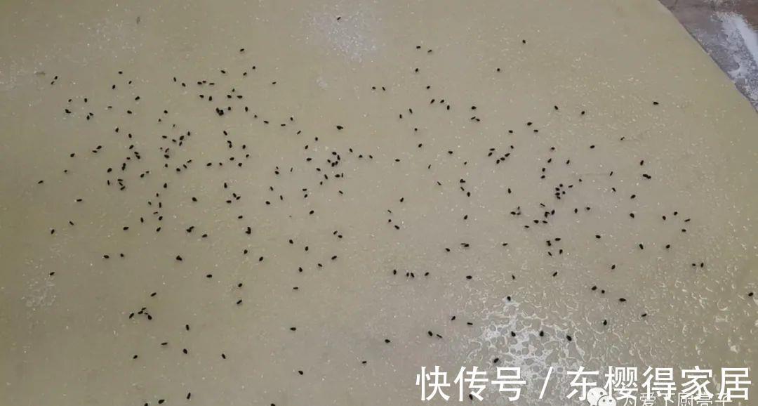 吃光|自制千层烤花卷做法,两手一捏,吃着比大鱼大肉还香,上桌全吃光