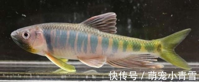 宽鳍鱲|我国最漂亮的原生鱼，未必是鳑鲏和白云金丝，这种小型鱼更漂亮