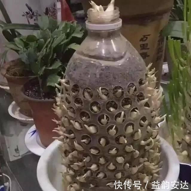 家里的塑料油桶别扔,有3个“妙用”,种菜效率高,扦插生根快