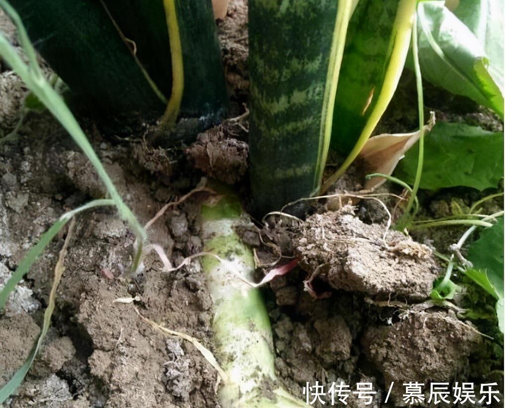 冬天养虎皮兰,就怕3种“要命水”,浇一次就黄了