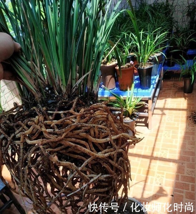 宜少|养兰花就一点,养好根就长得旺,其中配土、施肥是重点