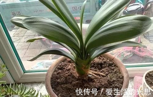 昼夜温差|盆栽君子兰该如何催花?掌控4方面因素,开花早、状态理想