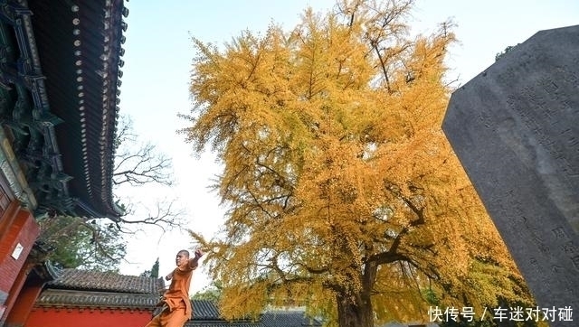 银杏树|少林武僧金黄银杏树下习武 少林寺秋意浓，游客驻足拍照走不动