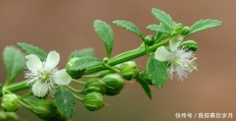 農(nóng)村這種常見的“解毒草”,清熱解毒,殺菌消炎,你見過嗎?