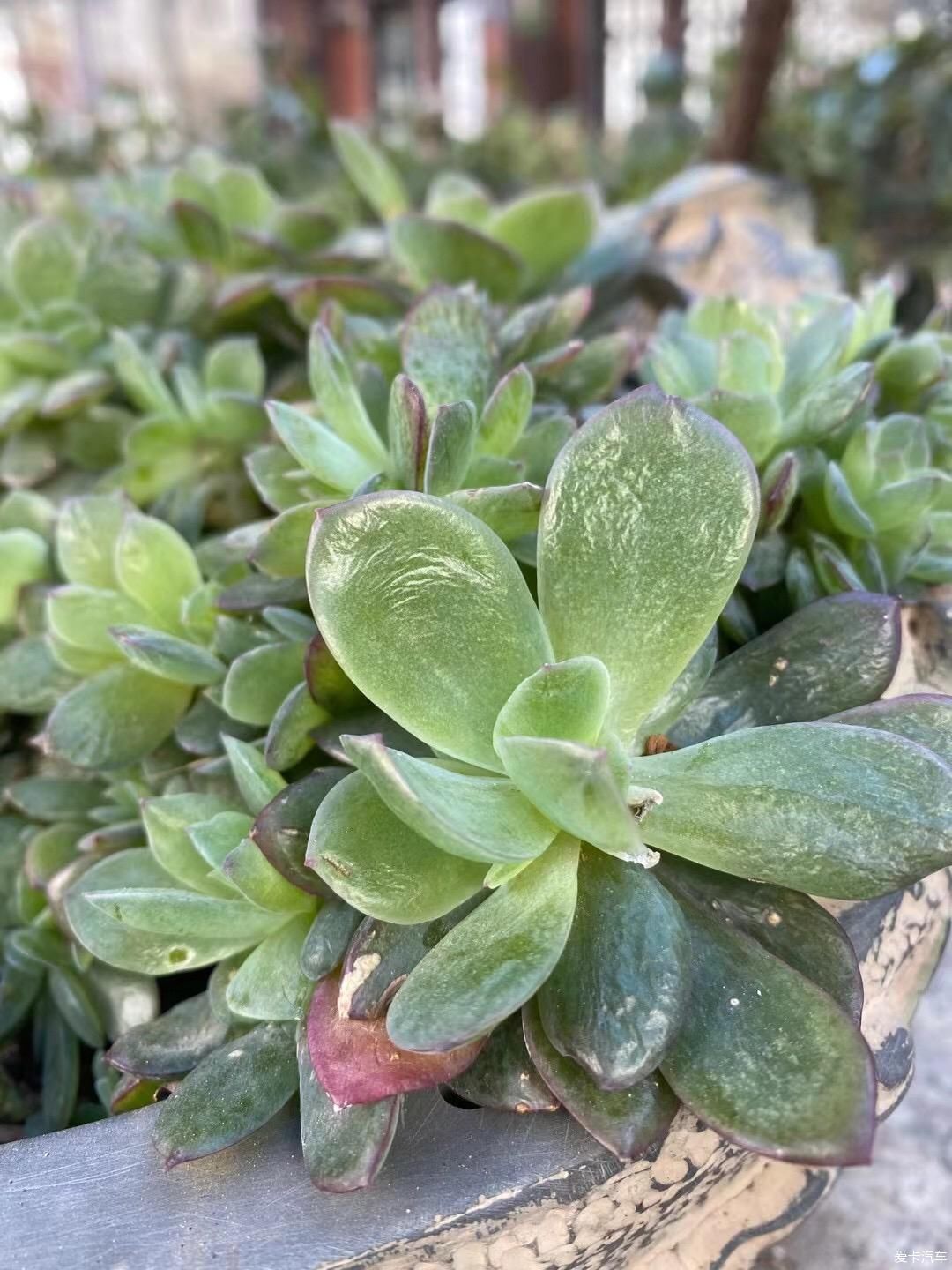 新年假期在家捣鼓我心爱的多肉植物