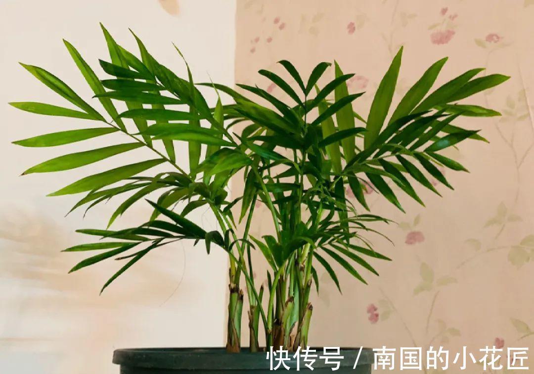 叶片|夏天怕晒的花,赶紧搬到阴凉地儿,再晒成枯杆了