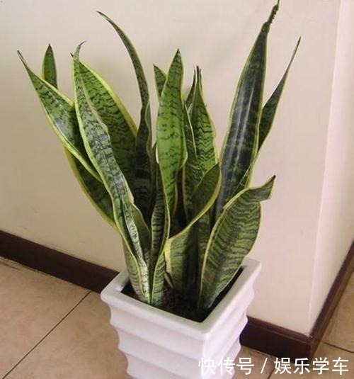 这“4种”绿植,卧室放一盆,助力好睡眠,轻松一整天!