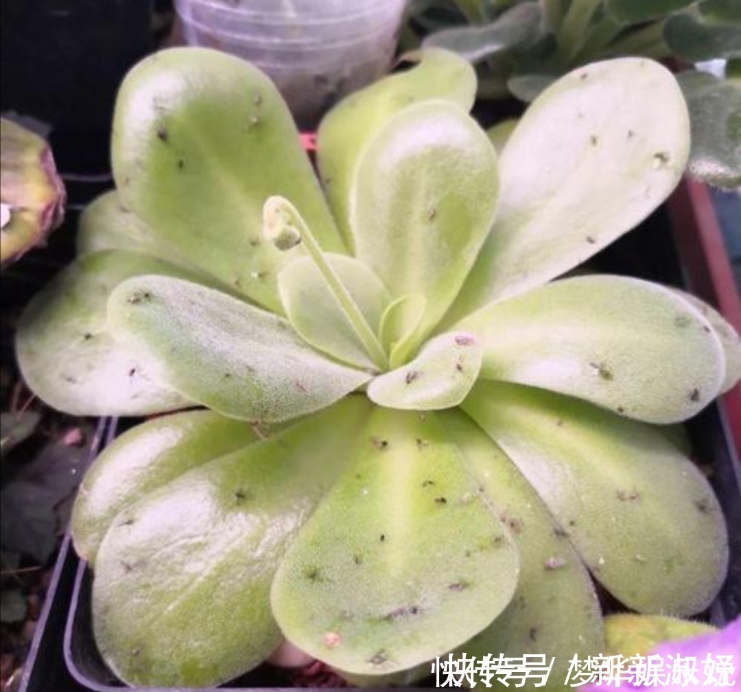 小虫子|花盆里出现小黑飞怎么办?只用2招,全部清除干净