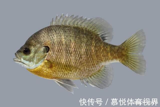 太阳鱼|一胎产上万只，5天孵化，四川多地发现大量太阳鱼，它有多可怕？
