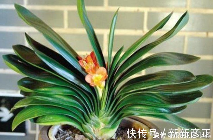 肥料|君子兰花箭“夹住了”，只需简单四步，让花杆快速长高，正常开花