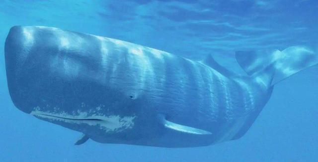 鲸鱼可以下潜数千米,为何钢铁打造的潜艇反而容易被海水压扁?