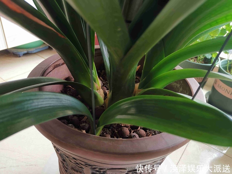 叶片|养君子兰,换盆分株就“抓紧”,再晚只能等到“下一季”