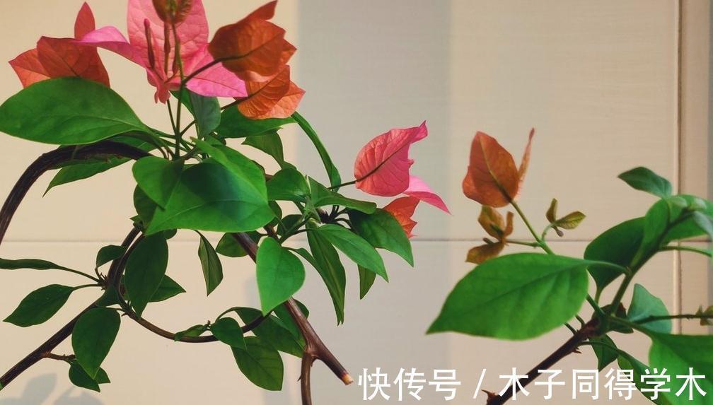 三角梅不开花不要急,做好5点,年年开花成花球