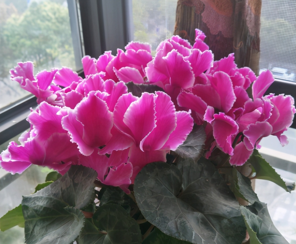 4种花被称为“夏必死”,没有大棚环境,新手春季最好不要买