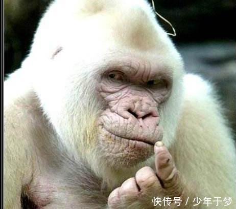 蜀汉|他是蜀汉最长寿大将,拿弓射白猿,白猿一个动作,他被活活吓死