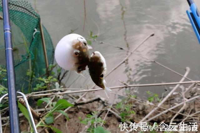 珠江出现大量河豚，半天能钓几十条，有胆大者想带回家吃，能行吗