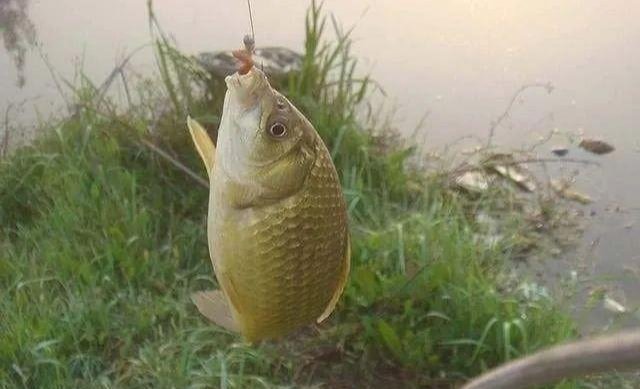 钓鱼高手不会告诉你的诱饵与技巧,小鱼不闹窝,大鱼全上钩!