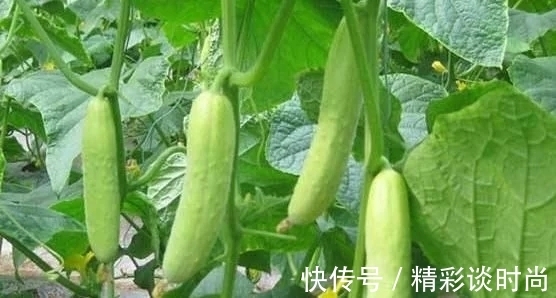 西红柿|黄瓜虽好但不能乱吃,吃黄瓜注意2大“禁忌”,吃错就是害自己!