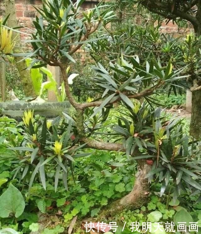 罗汉松树苗|大爷把罗汉松盆景弯一弯,价格翻几番!