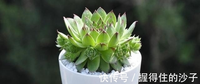 养护|12款多肉天生就爱凑热闹,爆盆群生是强项,花友:养起来真过瘾