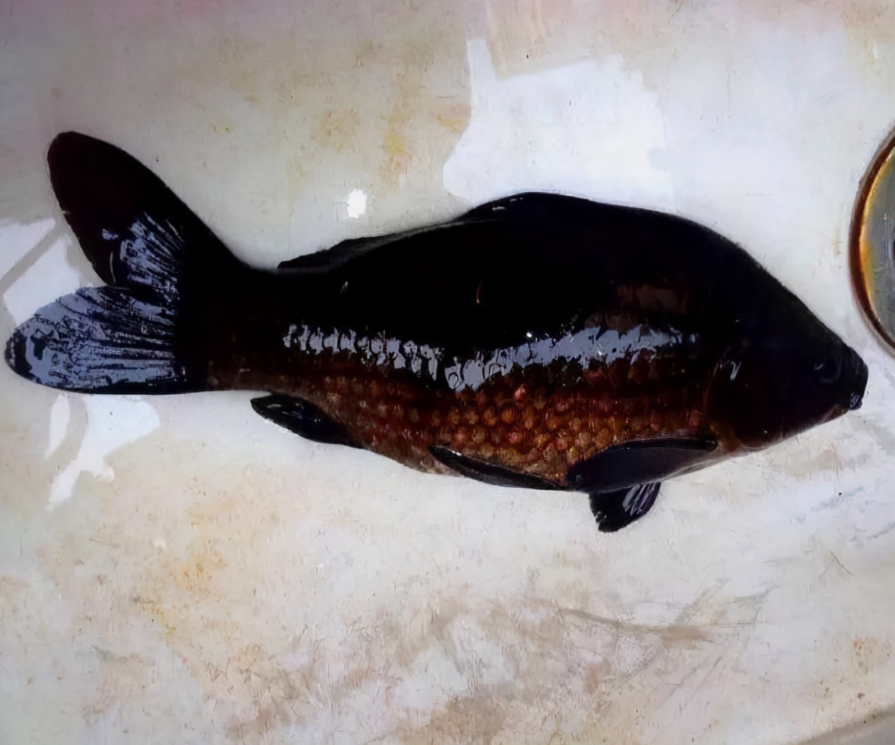 钓鱼|珠江一钓鱼人钓获“怪鲫鱼”，全身漆黑如墨，老大爷建议他放生