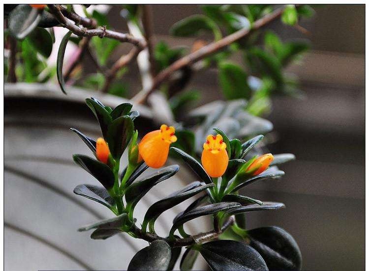 口红花|最受欢迎的8种吊兰,每一种都特别爱疯长,挂起来能变窗帘!