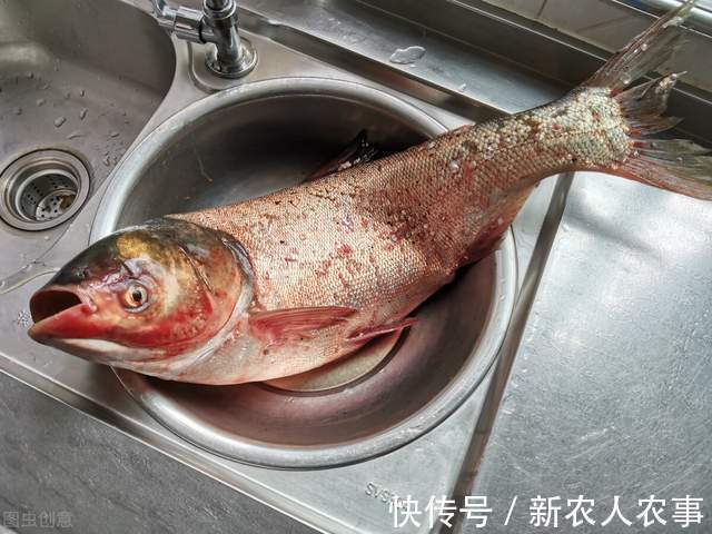 四川一女子钓鱼上瘾，野钓鲫鱼误入鲢鳙窝爆护，网友：难得遇一回