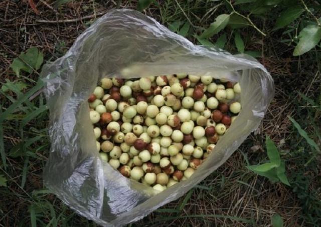 在五台山附近,1种野草较为“独特”,能结出“小红果”,价值高