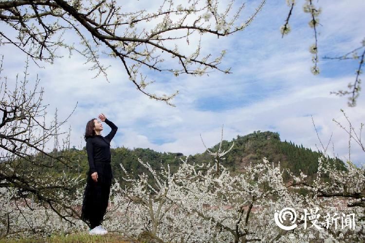 “醉美大足，有李有我”！大足观音岩李花节今日开幕