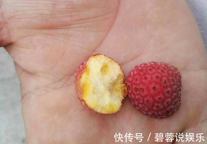 90后|黄山的这种水果见过吗药食两用，90后的孩子都不认识