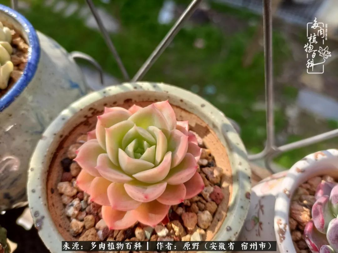 揭秘那些干净又温暖的多肉照片从哪里来