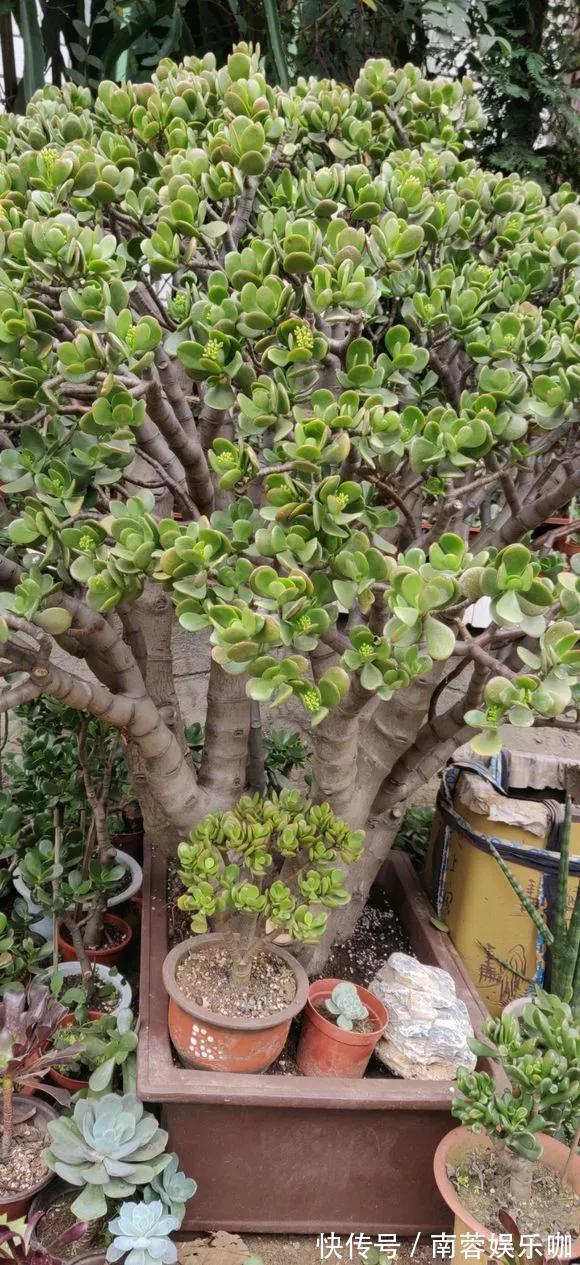 对花有一种特殊的情怀,能养几十年的花,养1盆当传家宝!